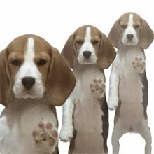 韩安冉发视频官宣外国男友姐这次别结婚了