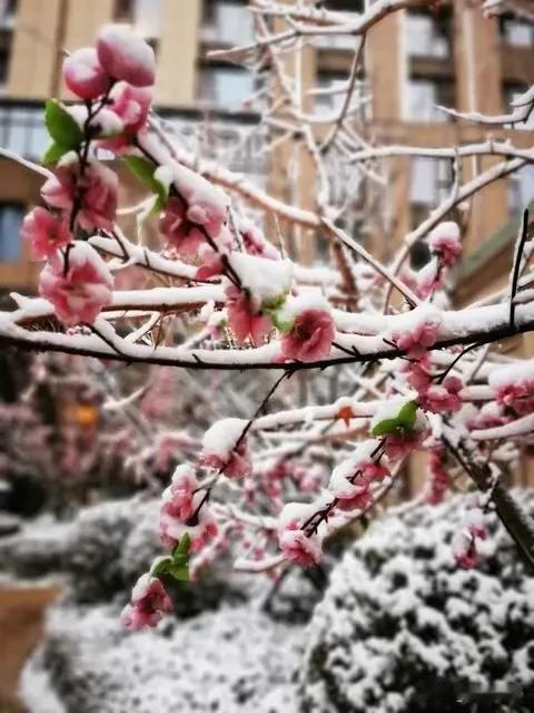 雪花纷纷，梅花点点。悠然度时光，细品冬日情