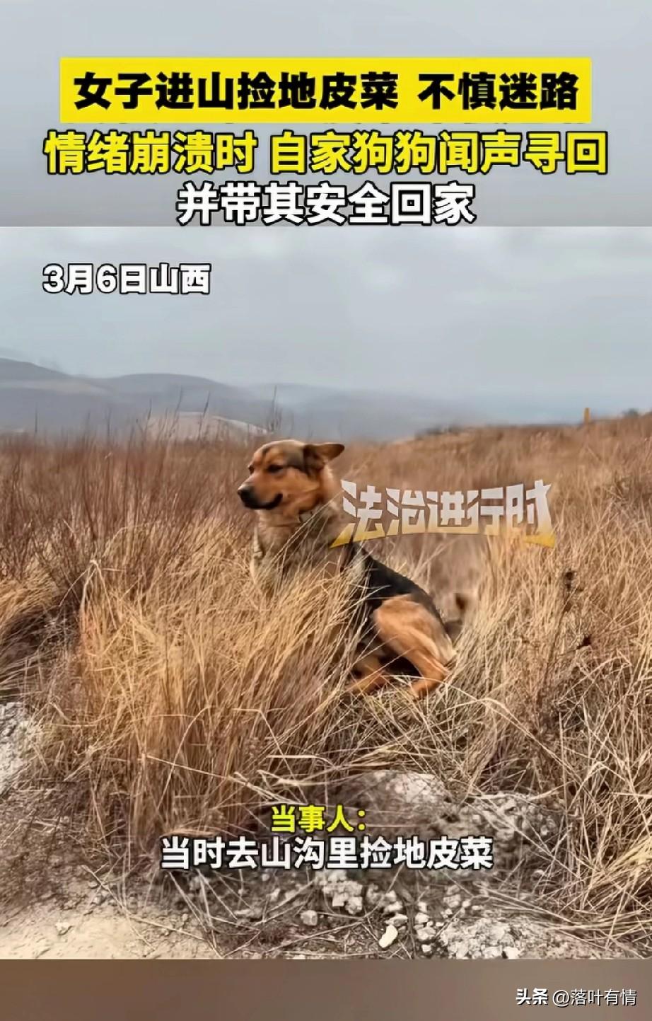 女子进山捡地皮菜，
没想到迷路了，
手机没有信号，
也联系不上家人，
崩溃大哭，