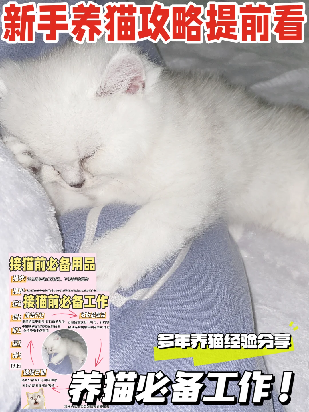 新手养猫攻略！新猫到家超全指南🤲