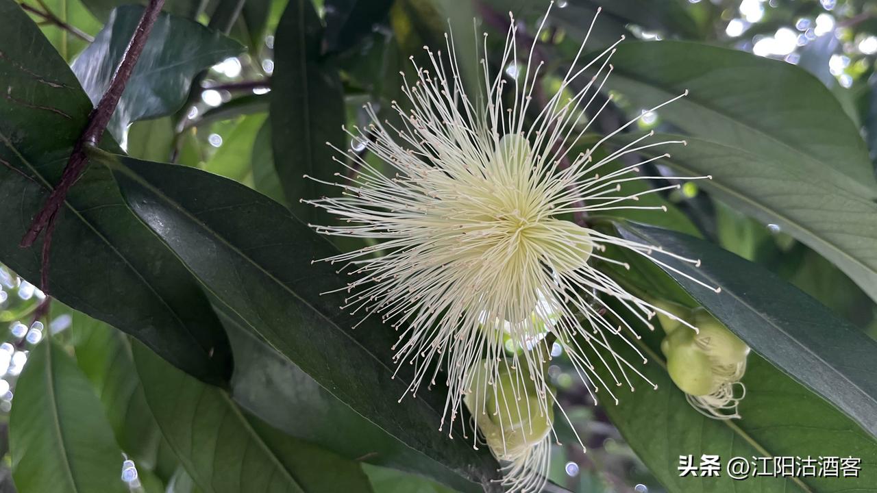 出门的时候路过一条偏街，突然一股清香扑鼻，一看是蒲桃花开，不仅美还沁人心脾让我很