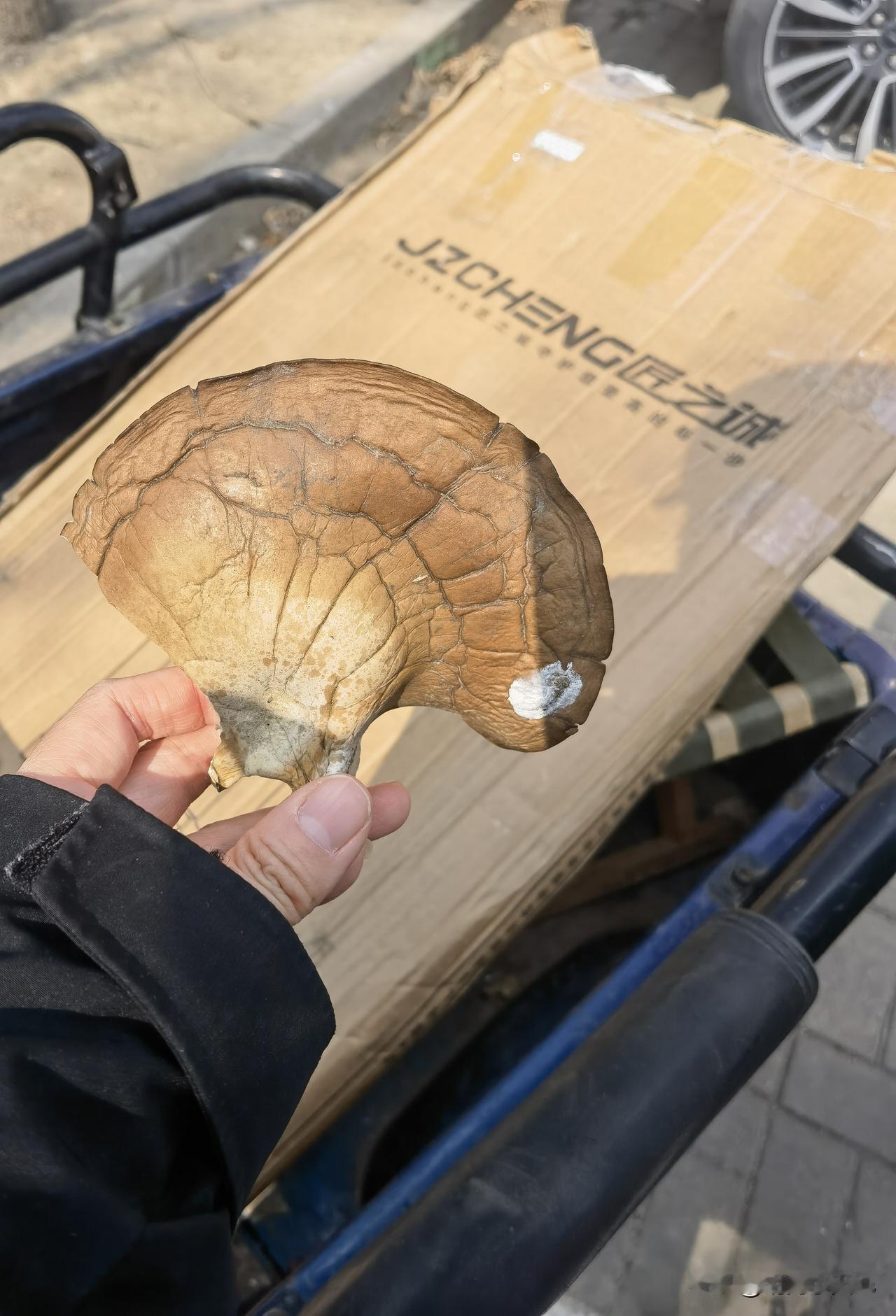 树上居然长出大蘑菇，还特好吃！
今天从外面回来，路过小区停车场，看见有一个人爬很