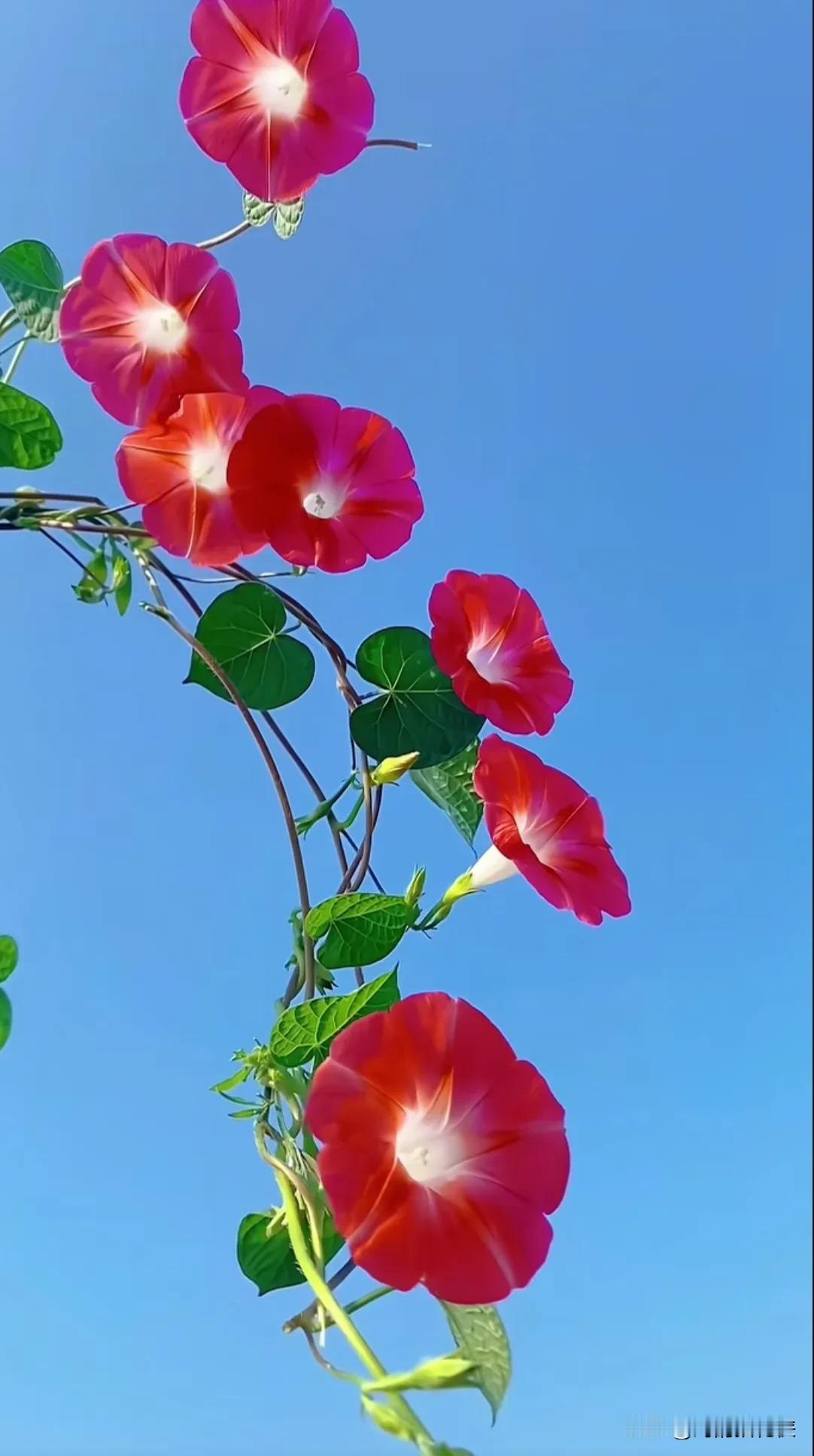 对联挑战：邀请友友下联你你咋对？
上联：翠蔓牵篱开喇叭，
下联：邀请[作揖][玫