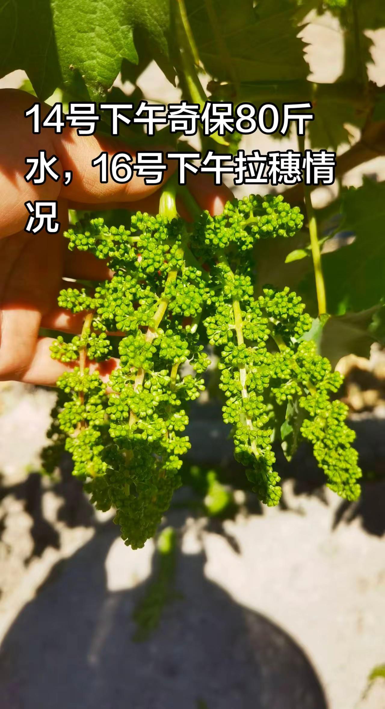 拉穗