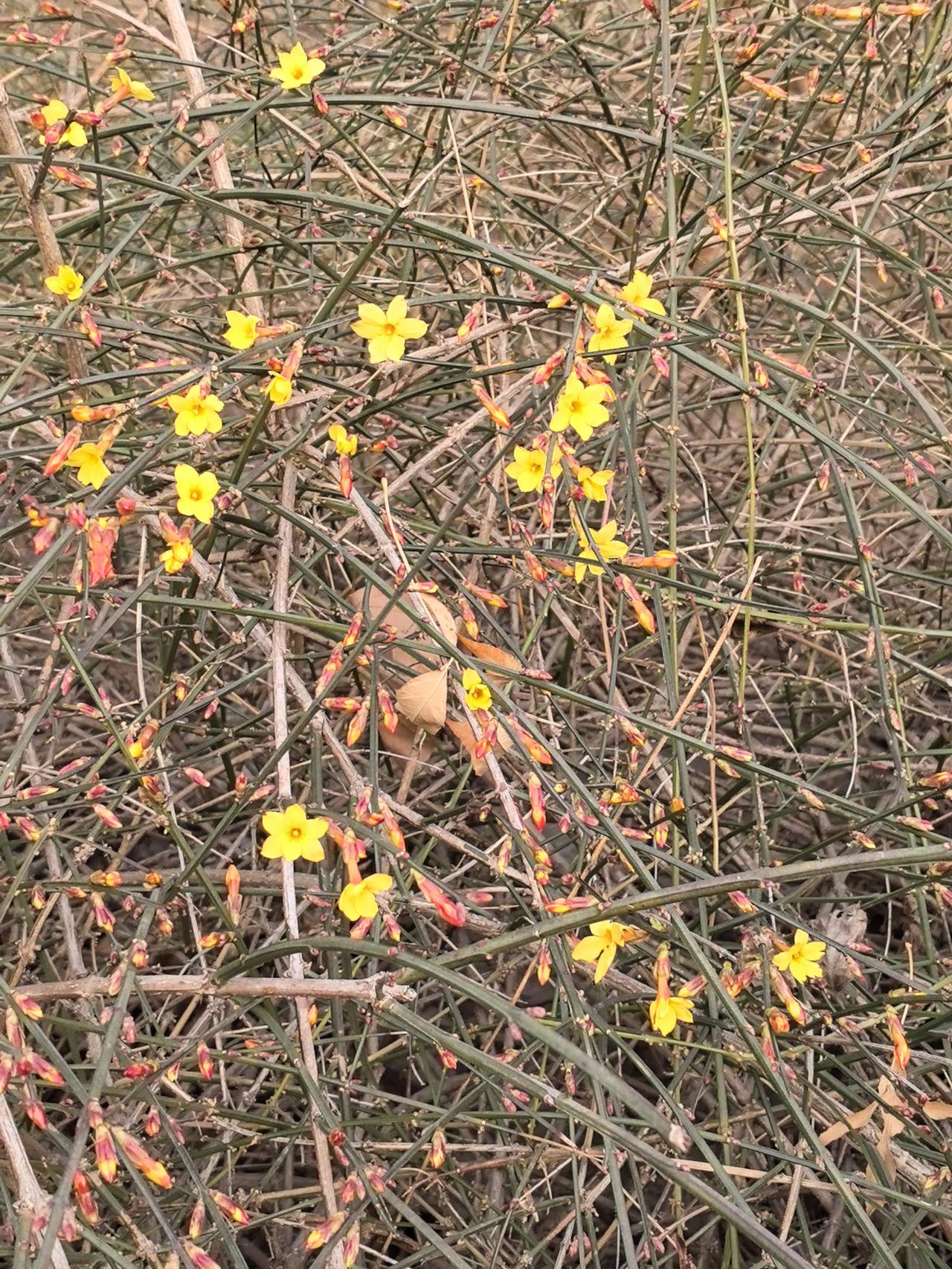 春天的萌发。这星星一般的小花儿一开，春天就来啦！