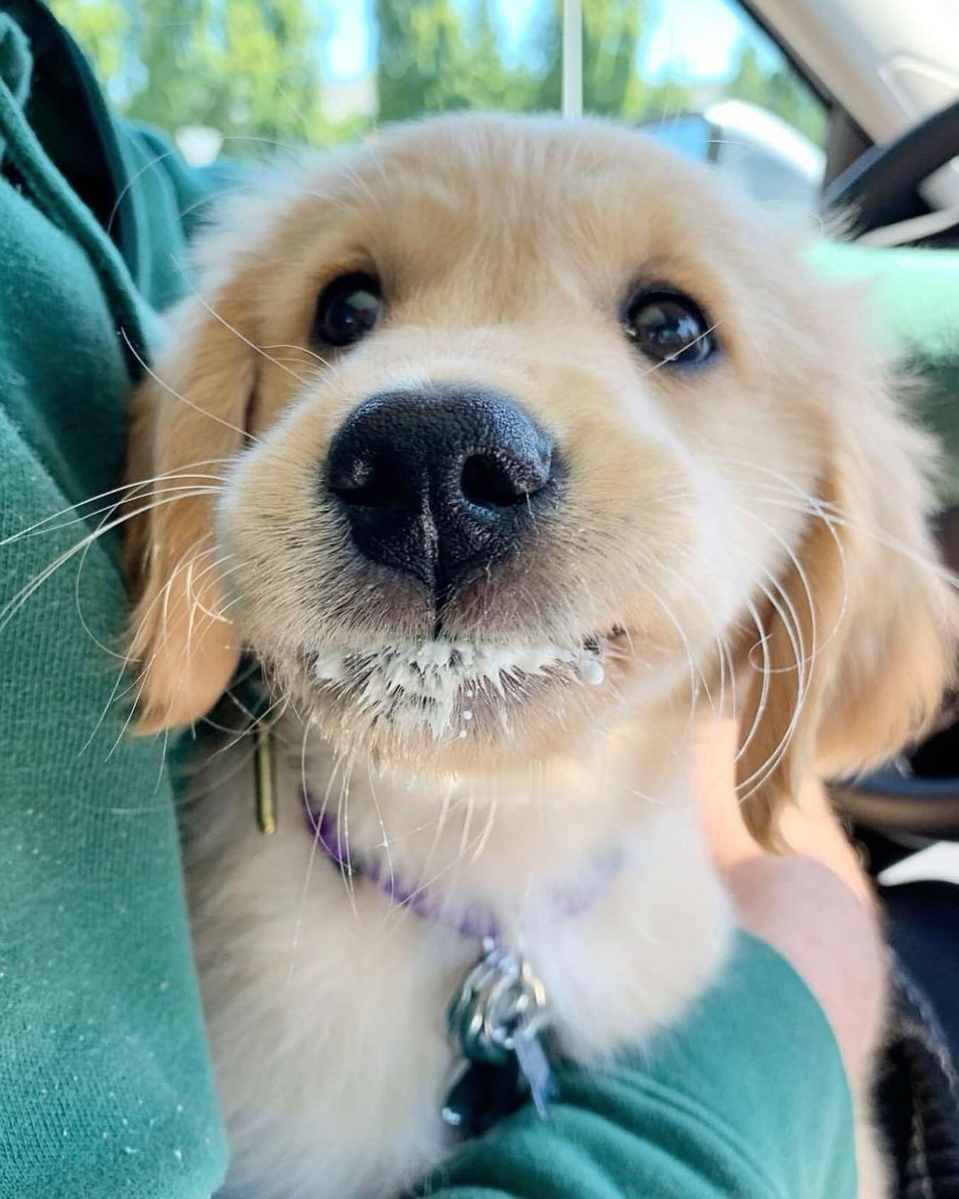 妈妈，要不掉头再去一趟超市吧，酸奶没有了耶 