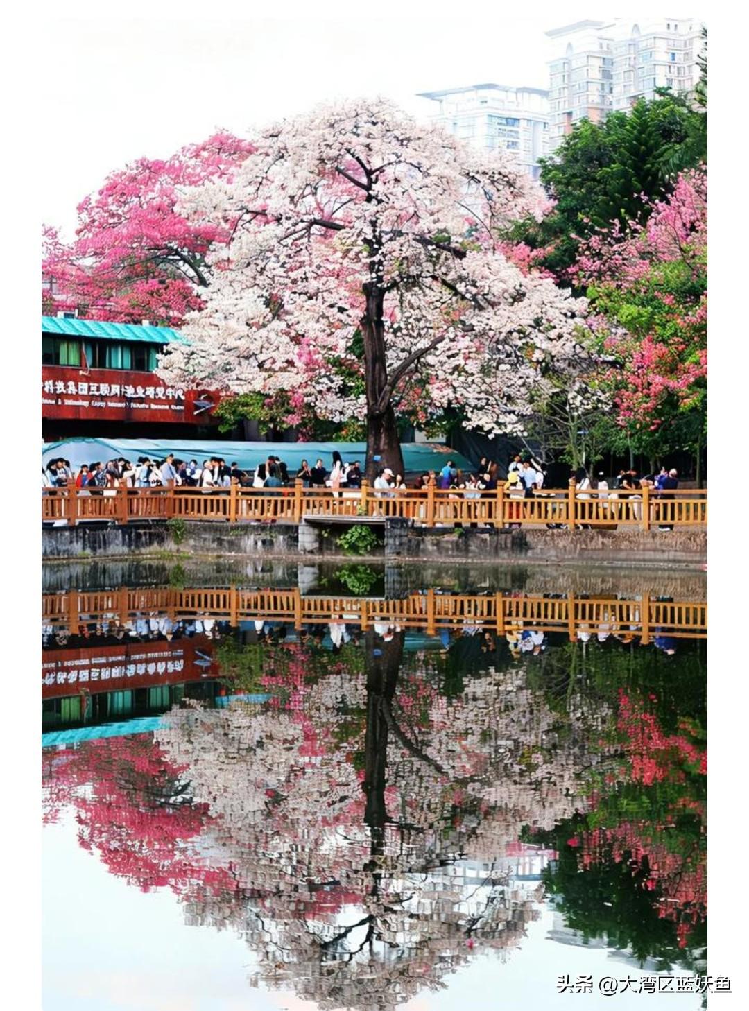 没亲身踏过广州的街，真懂不了“花城”俩字的分量。尤其异木棉一开花，整座城像被施了