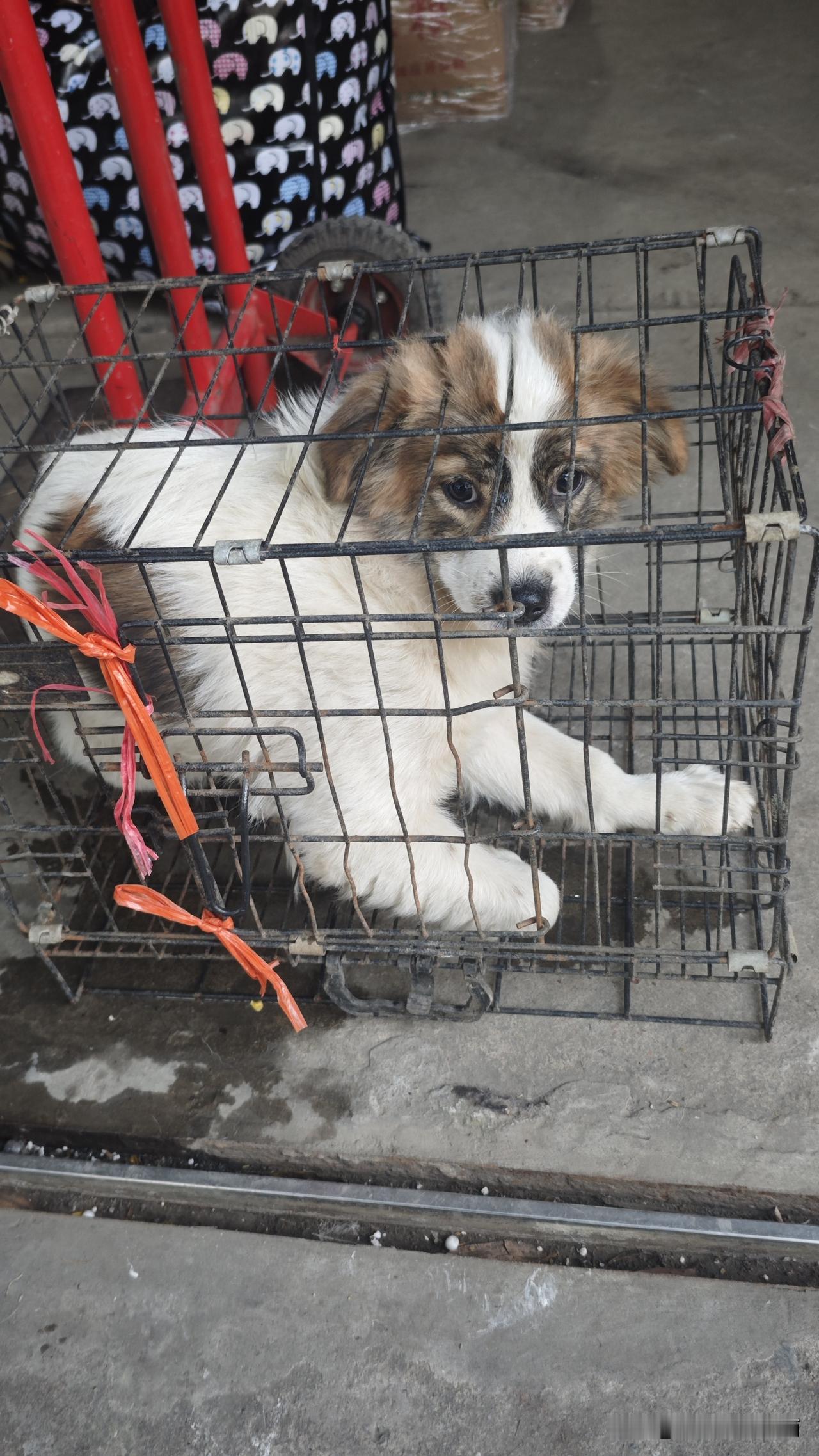 今天从越南老街坐大巴去海防，等车时，在发车点看到很多要发到海防的货品，品种很丰富