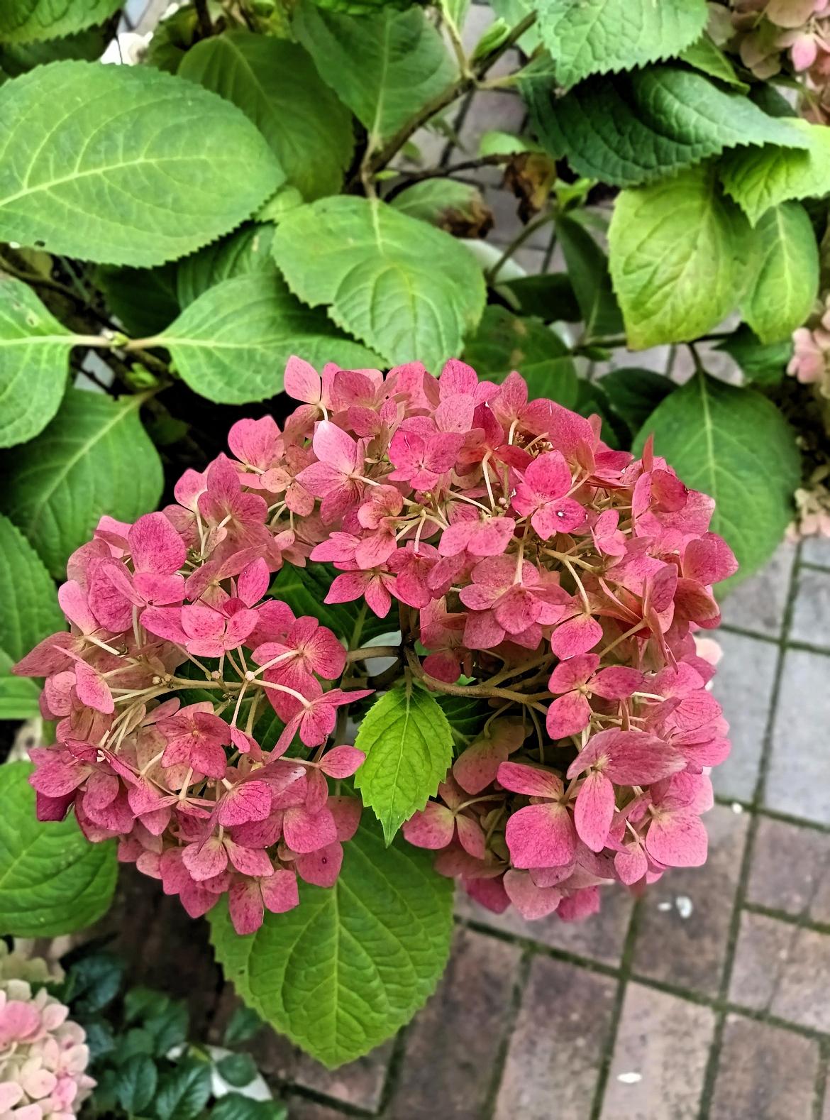 谁懂啊！几天没回家，我家的白花直接“大变活人”，硬生生变成了少女粉！
本来还以为