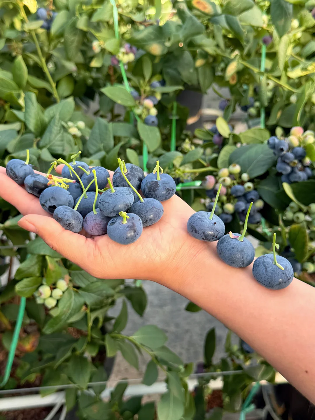 有多少买花香蓝莓被骗了，我来给你们补缺！