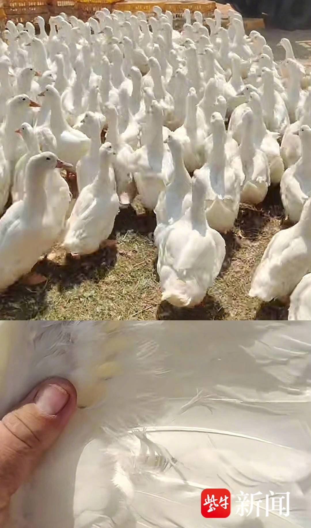 “鸭你太贵！”近日，热搜话题“”引发关注，羽绒主要原材料价格如坐火箭般飙升，直接