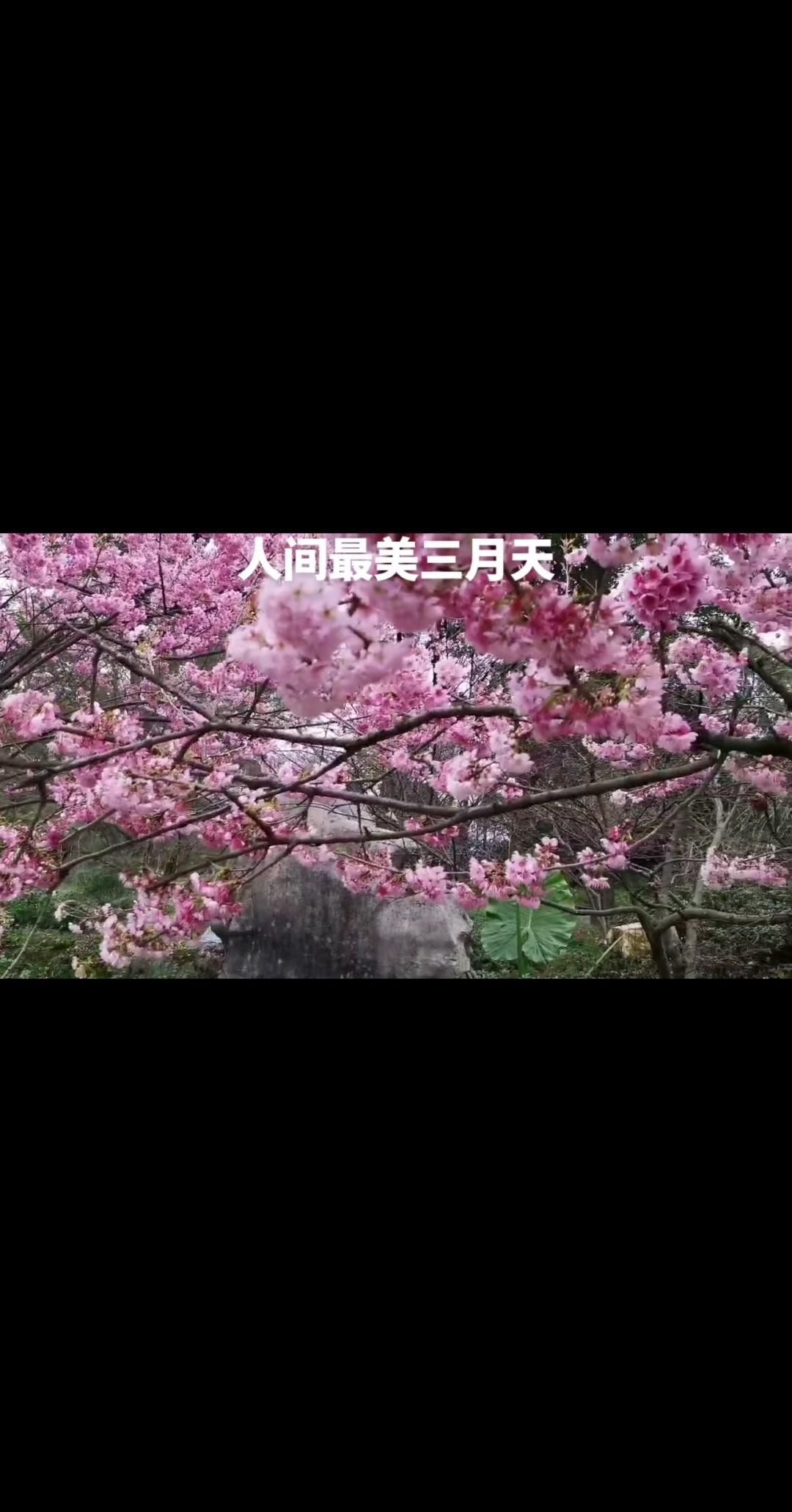 🌿春天是人间的布洛芬，治愈所有疲惫与委屈。风渐渐温柔，花慢慢盛开，心也跟着暖了