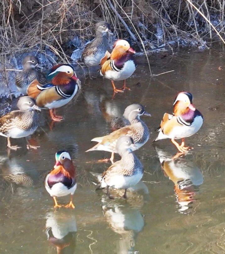 据“文化岿山”消息，牟平区文化街道办岿山脚下水域，近日聚集了大量国家二级保护动物