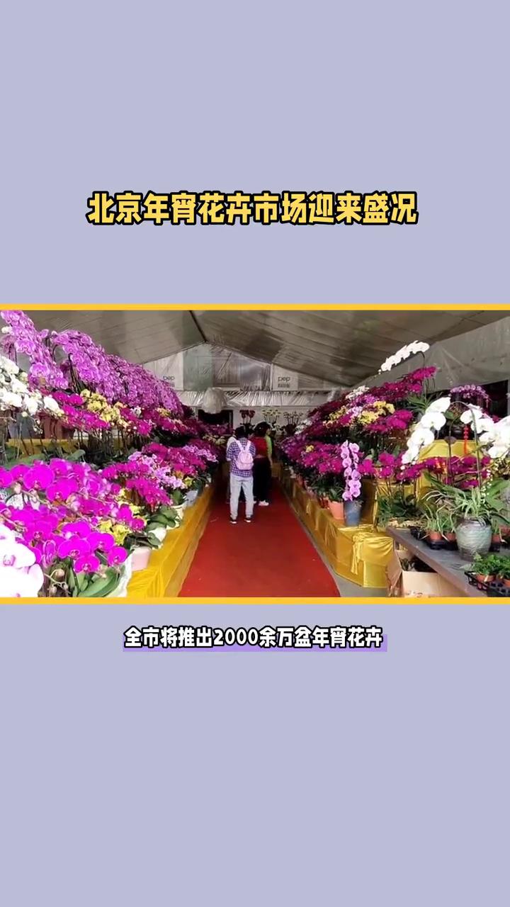 北京年宵花卉市场迎来盛况，2000多万盆花卉将陆续上市。
近日，北京市人民政府新