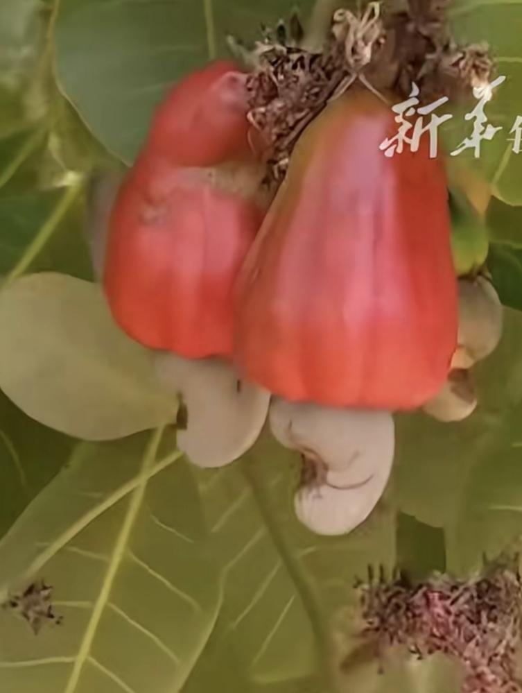 腰果树原来是这样子的呀惊掉下吧了真神奇此乃神果儿