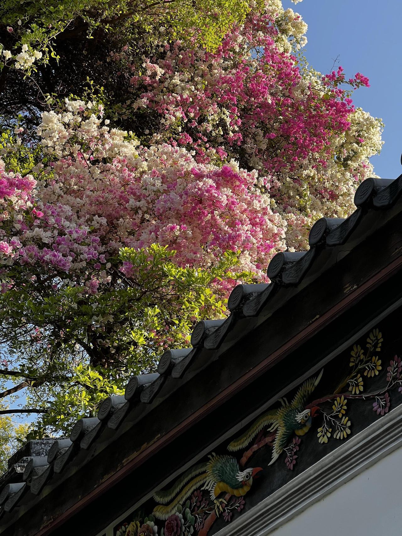 深圳园博园三角梅花海
城南花已开 三角梅花海 深圳打卡 深圳园博园