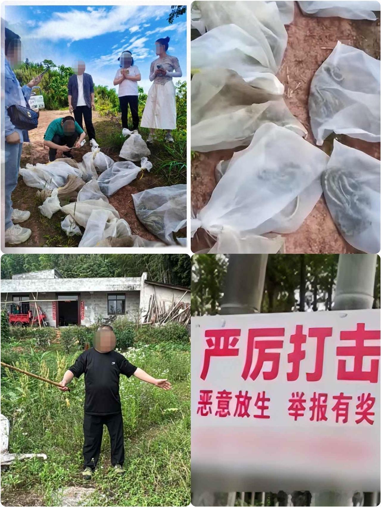 3米长蛇、
6斤大蛇满山窜！
四川一村落被曝有人为纪念生日放生大量的蛇，
当地村