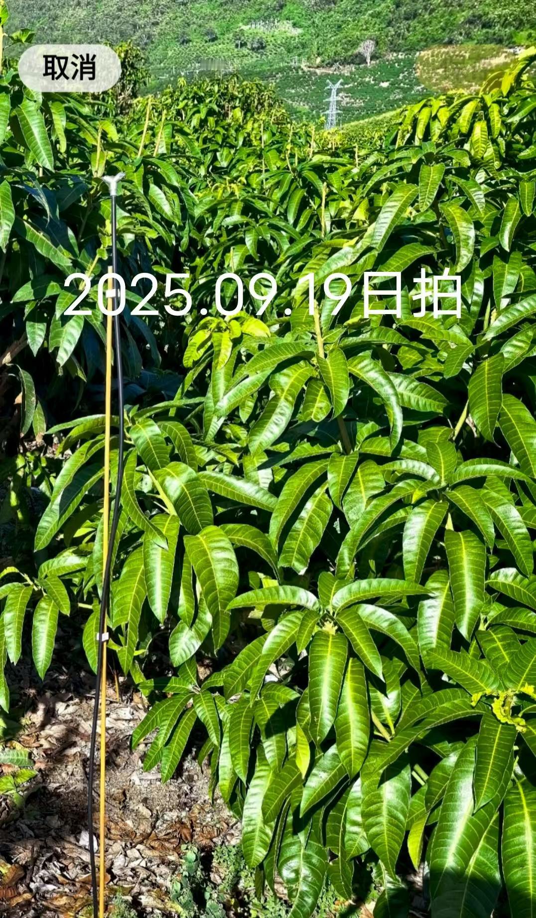 分享我这周有趣的事：经历了台风过后，三亚“石头芒″芒果园，来年产量肯定略有下降，