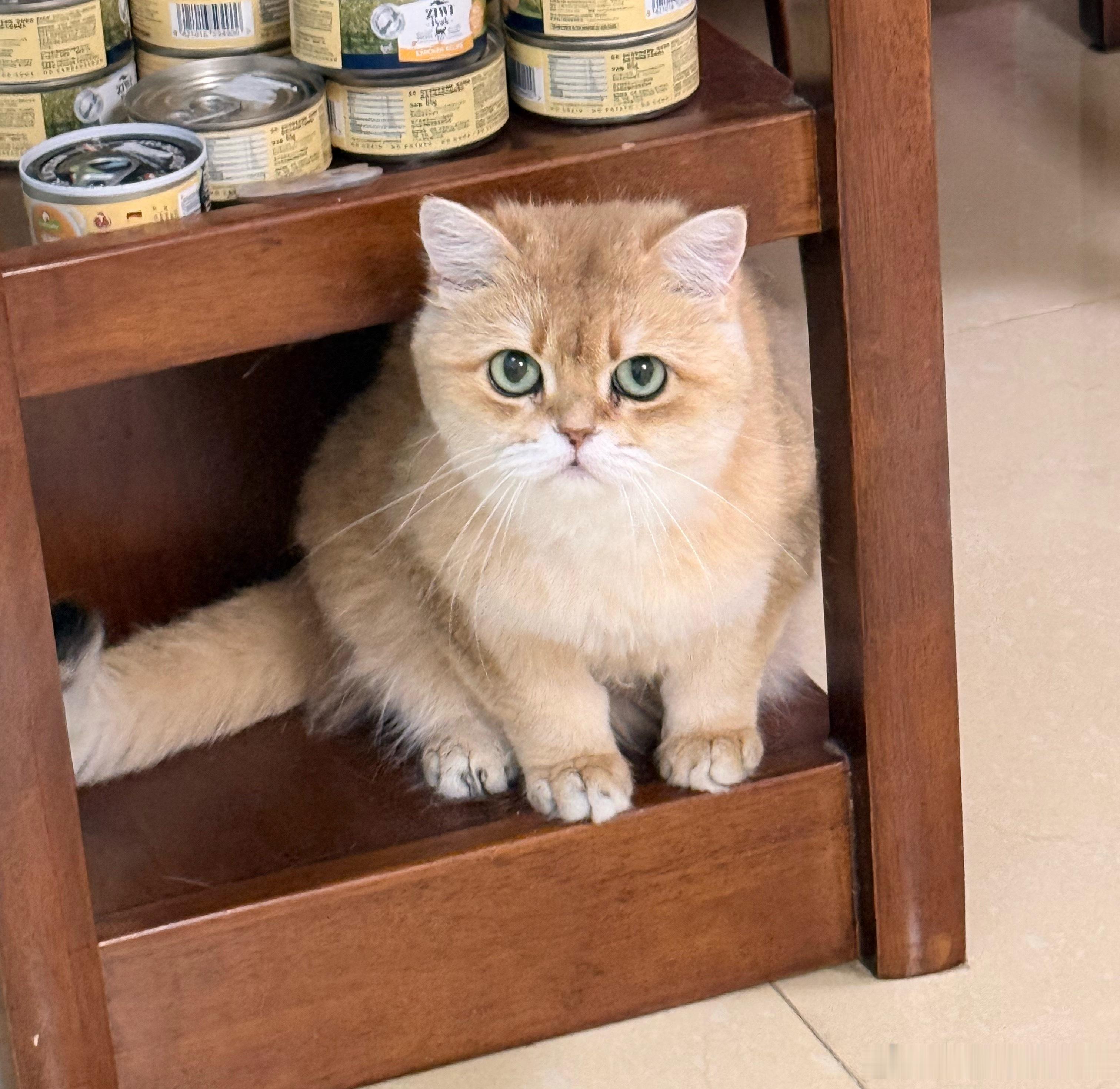 UU也秃了萌宠猫咪
