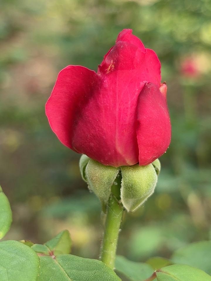 雨后花更艳，芳香更宜人。
身边好风景，你我有芳邻。
平和待世事，从容在红尘。
只