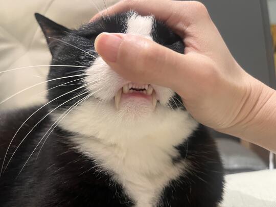 小猫的门牙 好喜欢
