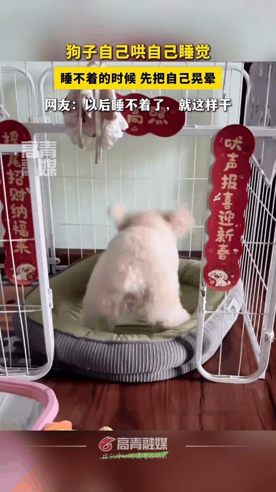 小狗：我宣布，我发明了人类史上最快入睡法！

步骤1：在窝里疯狂摇头晃脑，把自己