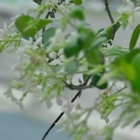 络石藤（万字茉莉）1. 栽培方式：园土+腐叶土+粗沙，普通疏松土即可；木质爬藤，