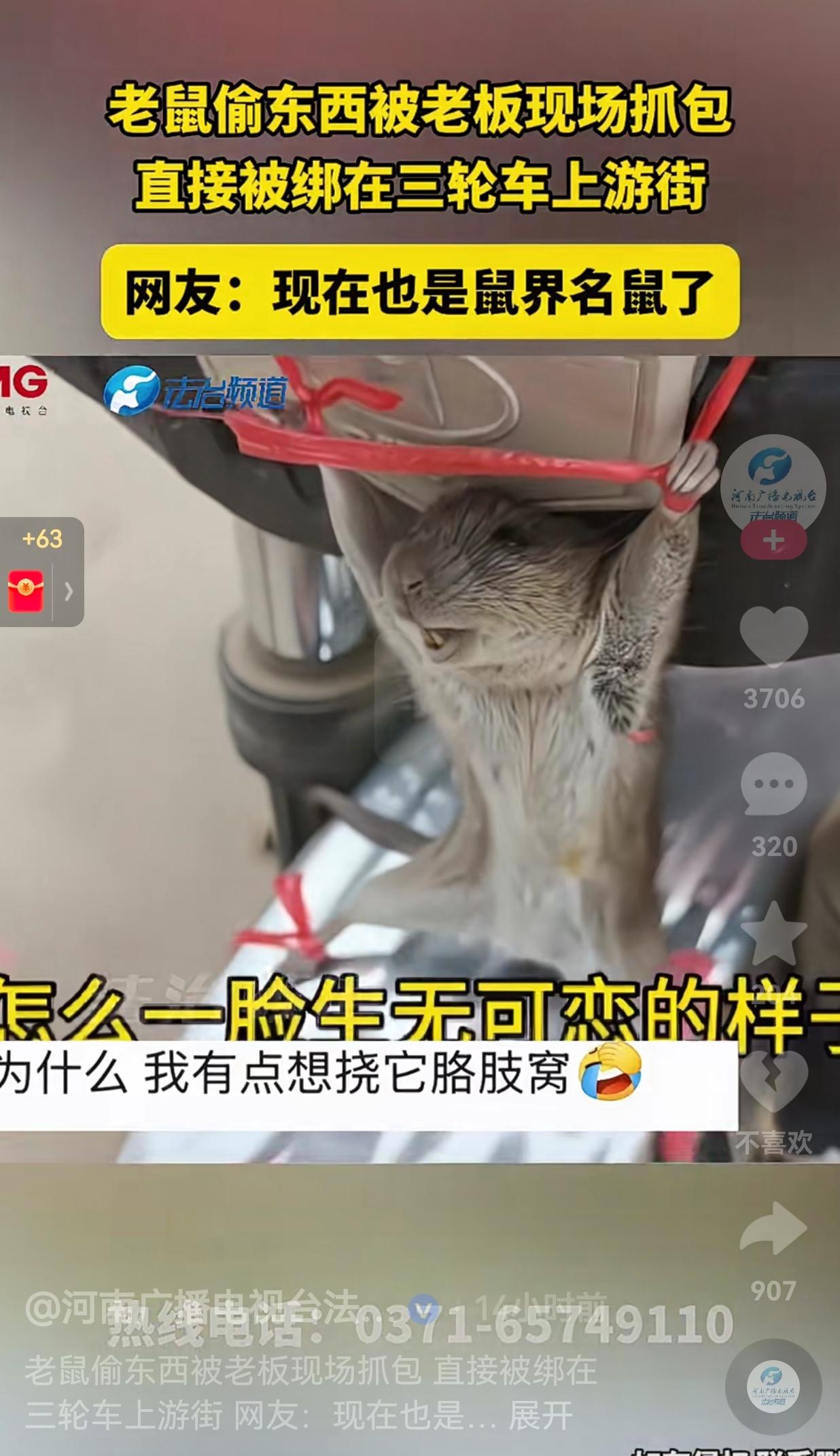 真的是人才呐！老鼠偷东西被老板当场抓包，接下来的操作，真的是惊呆了众人！

只见