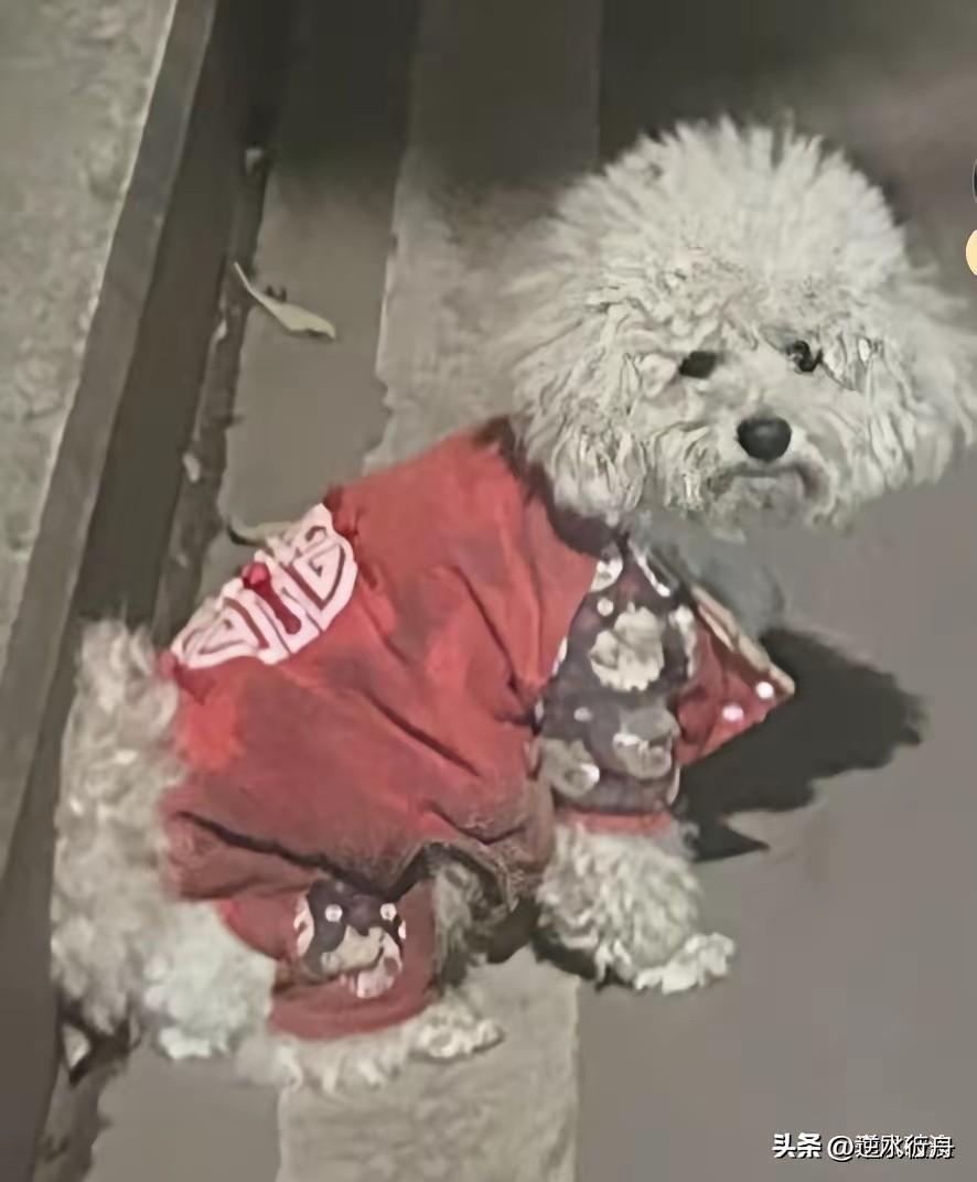 下班回来遇到了以前收养过的小狗，它祈求的眼神看着我想跟我回家，但是想起它曾经的恶