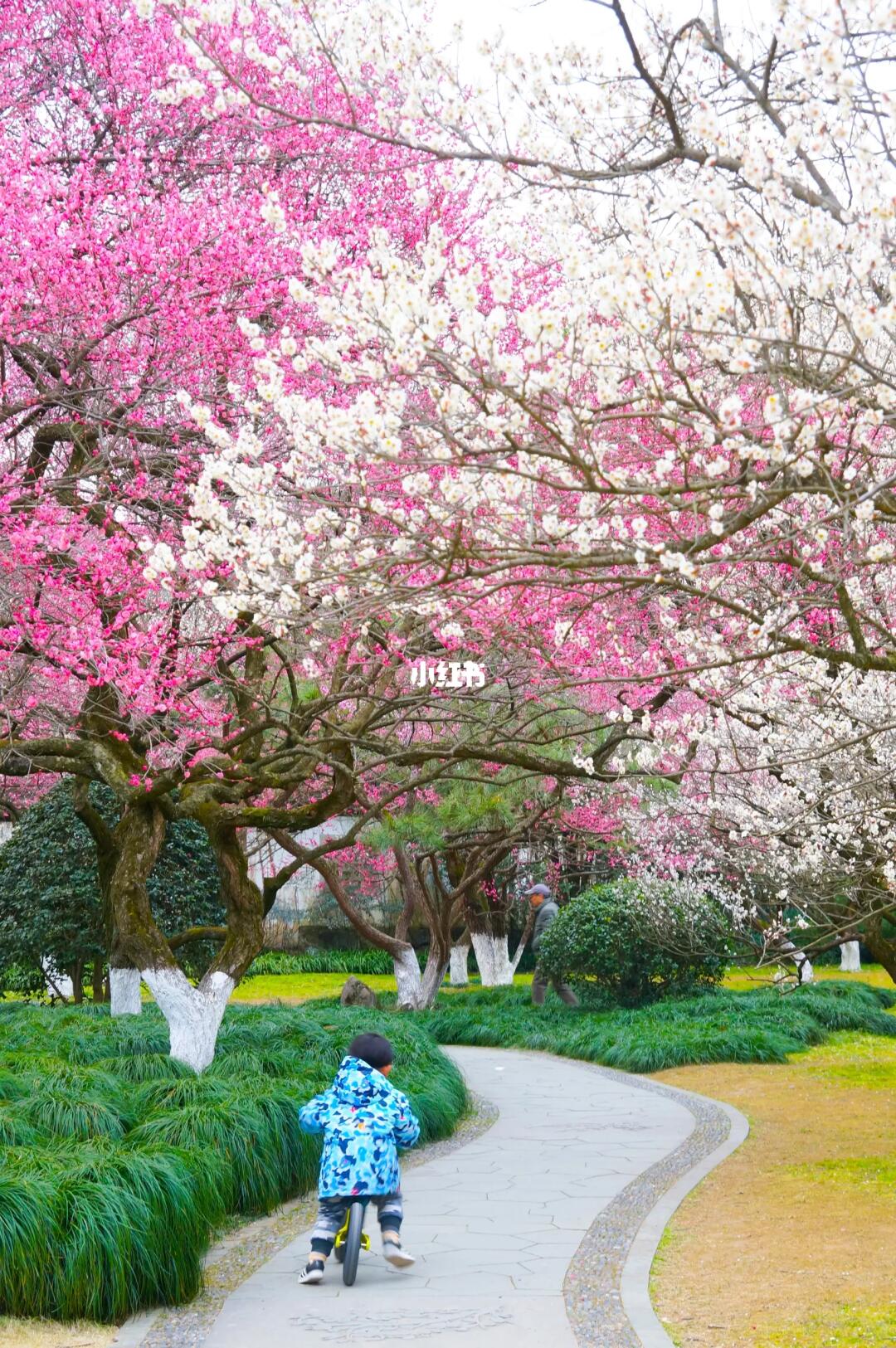 我以为西湖赏梅已经够美了‼️直到我来了这