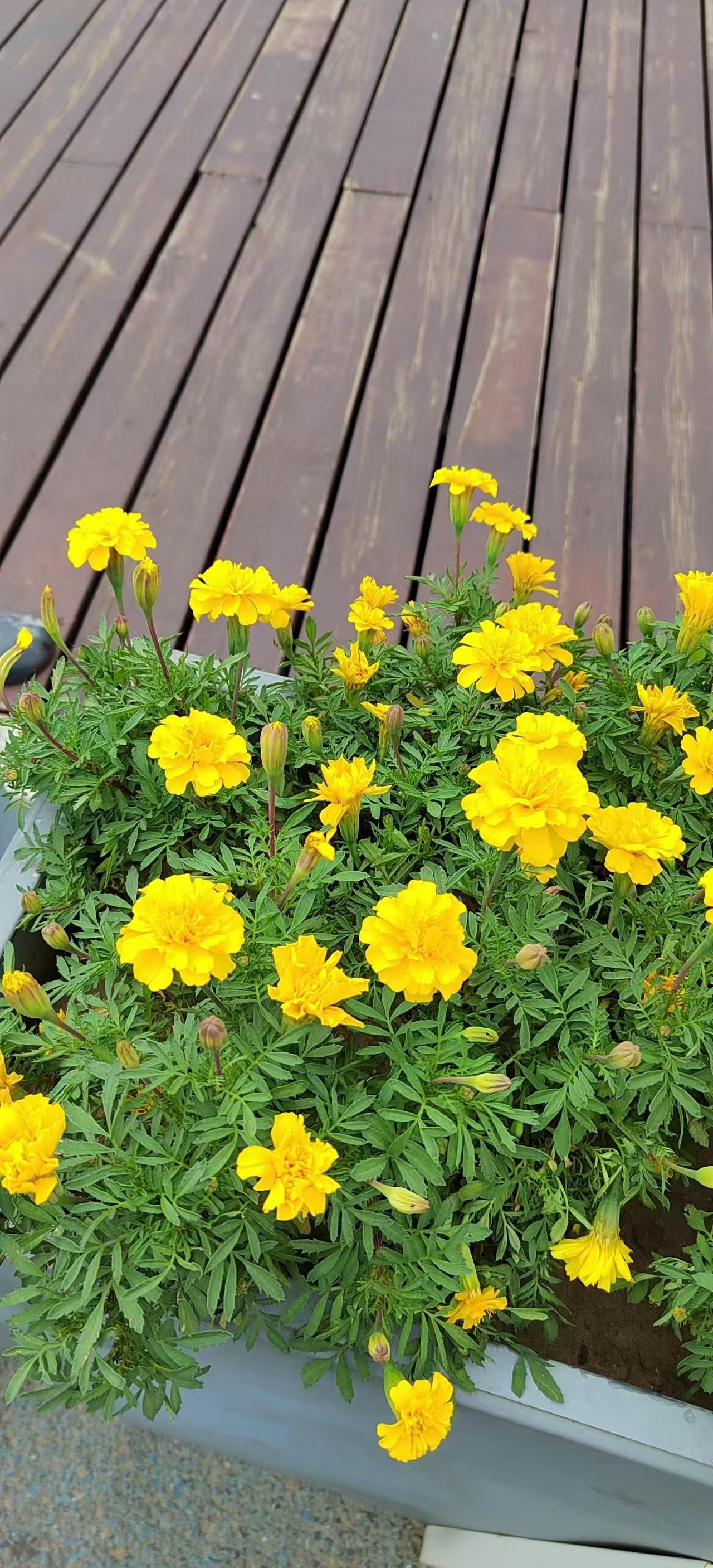 菊花
不是花中偏爱菊，此花开尽更无花。