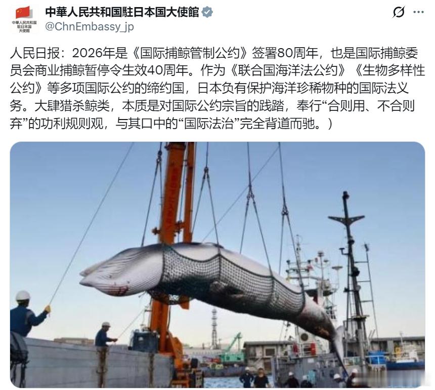 日本，极其虚伪无耻！除了捕杀鲸鱼，在日本北海道、静冈县、千叶县等地还有零星的海豚