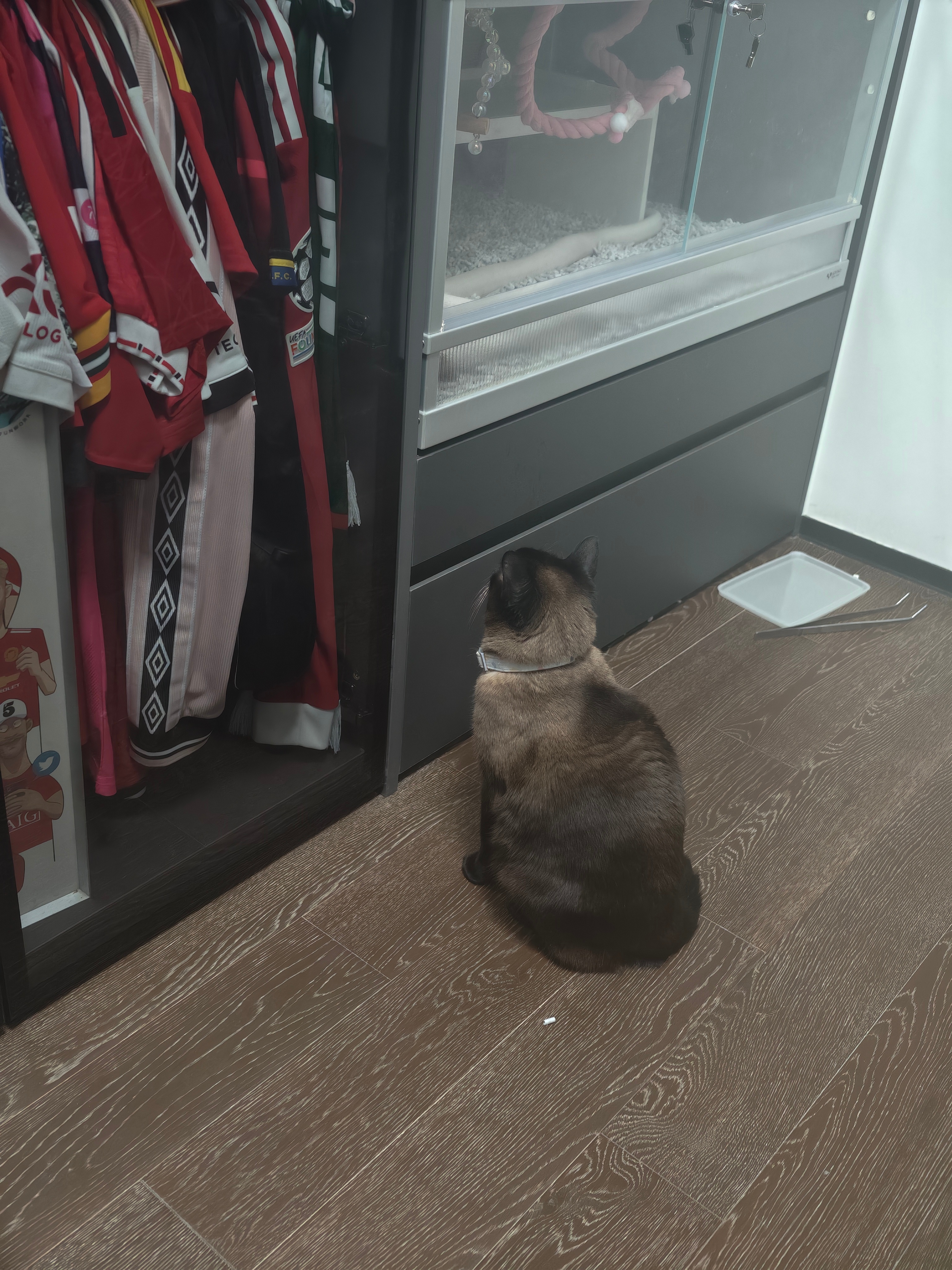 马夏尔已经把蛇柜当电视机看了