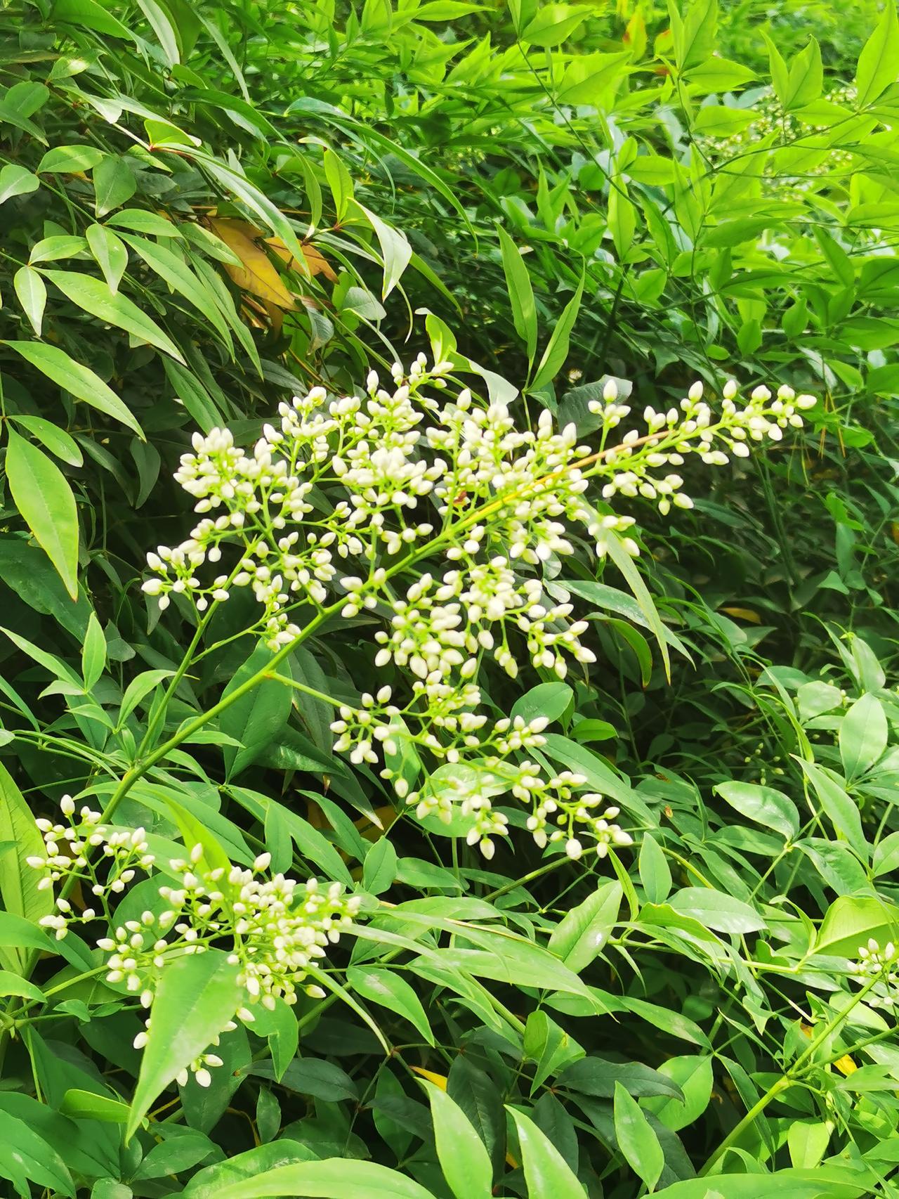 相册里存的花花草草，就像永不消逝的春天。五一去秦岭国家植物园，满山都是惊喜。湖光