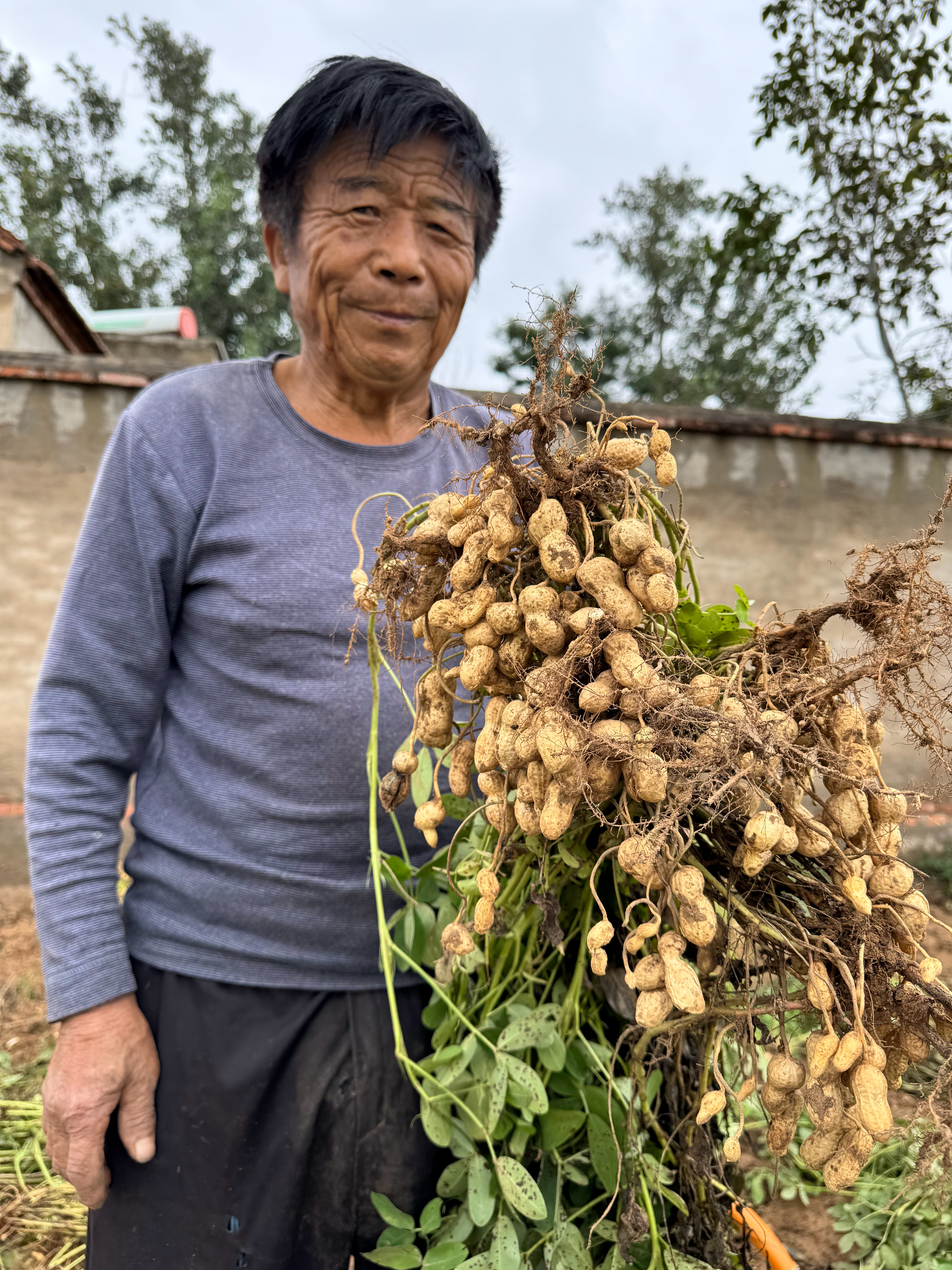 帮帮大爷吧，花生滞销了，重点是没有泡水，2元1斤，交个朋友 ​​​