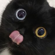 这是牛奶小奶牛