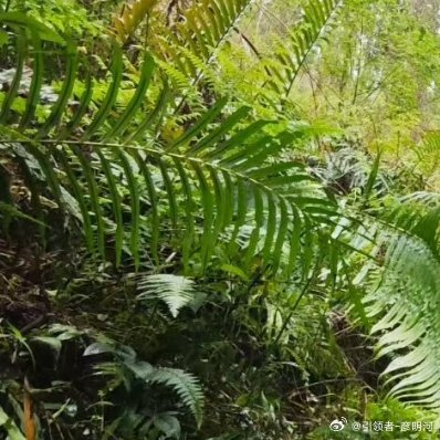 周末两天没有更新是因为，提前去山里走上路割野草。这清明不是快到了，所以没有更新但