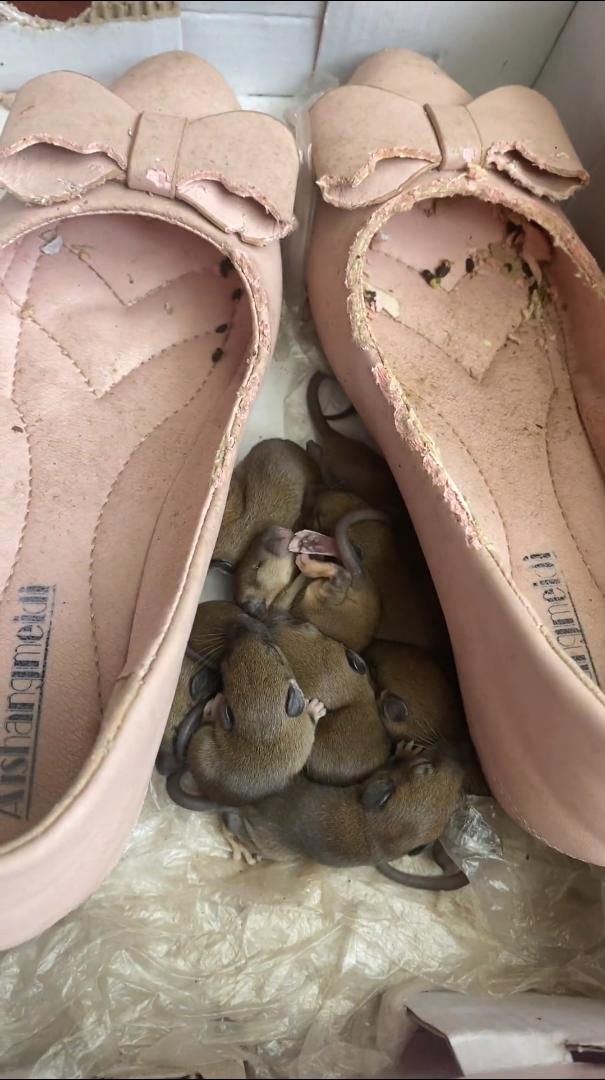 你说弄死它们吧，毕竟也是好几条生命，放生吧，以后肯定祸害粮食[擦汗]