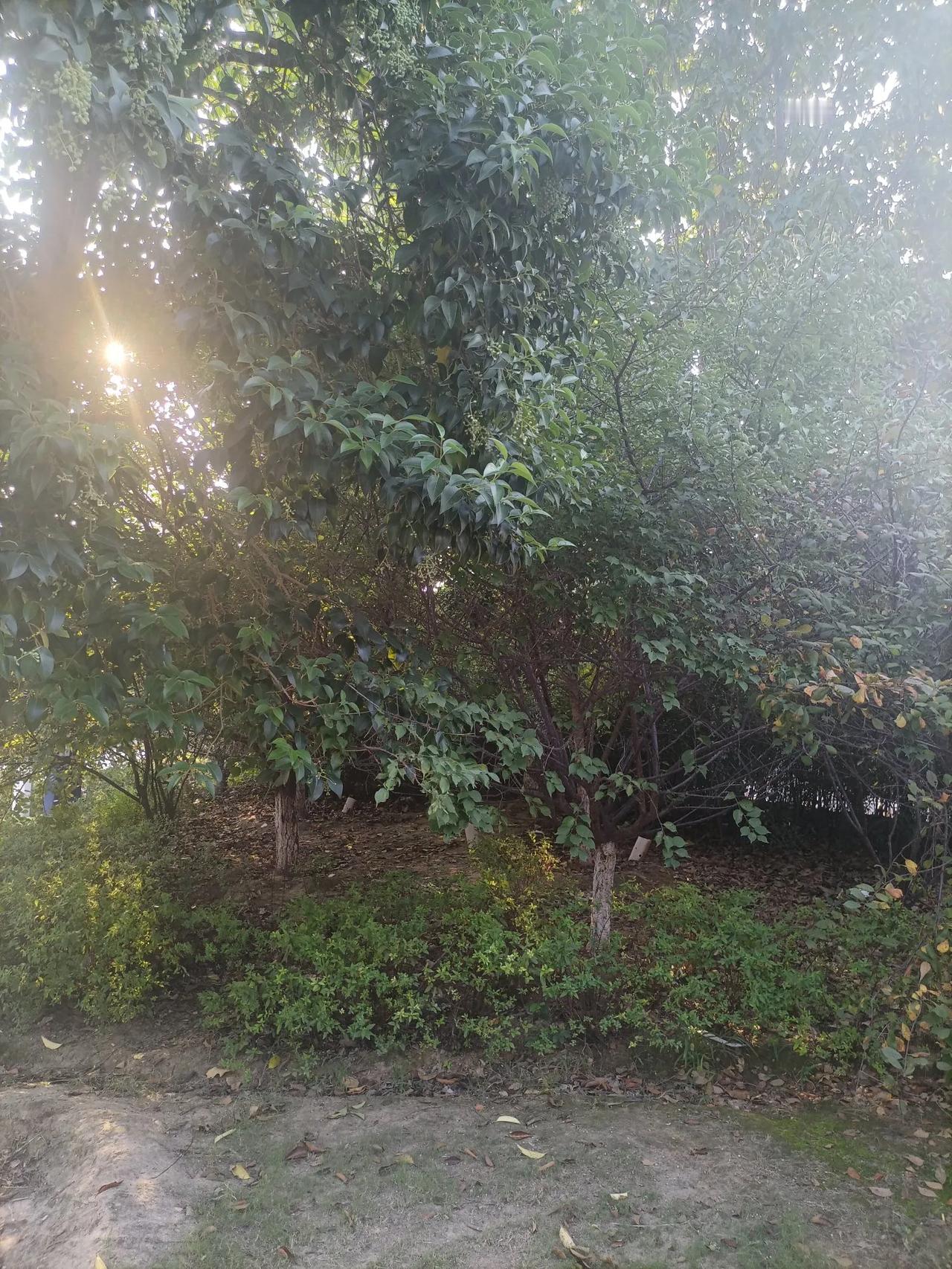 《戒色之路》
 
在人生的旅途中，我曾一度陷入了一个黑暗的漩涡——被色欲所困。那