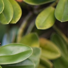 种植种植遇到困难时，把握良言助人，获得无尽的温暖。 