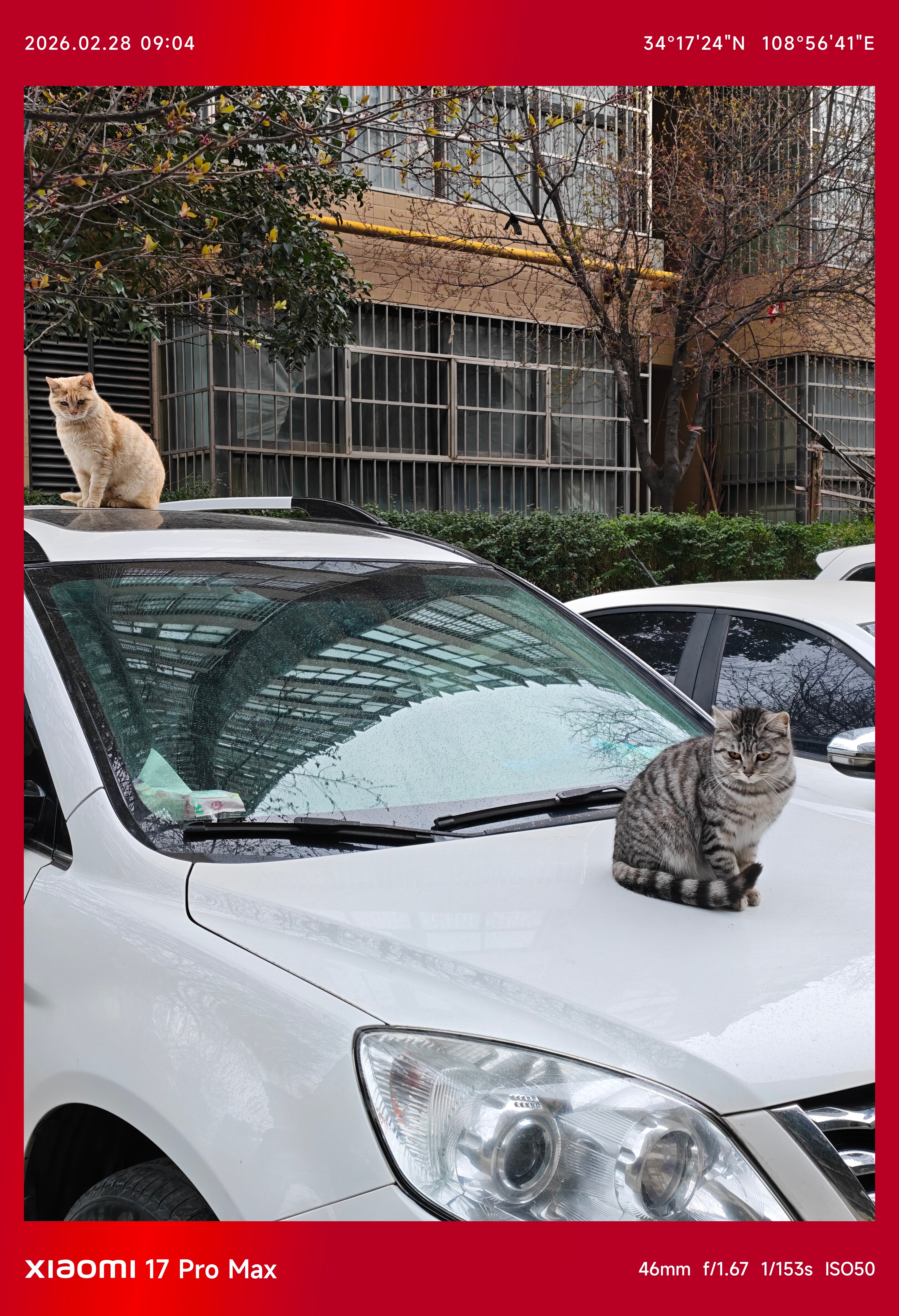 1、楼下的这两只小猫咪，就这么大大咧咧的站在别人车顶上。2、专门跑去吃被安利了很