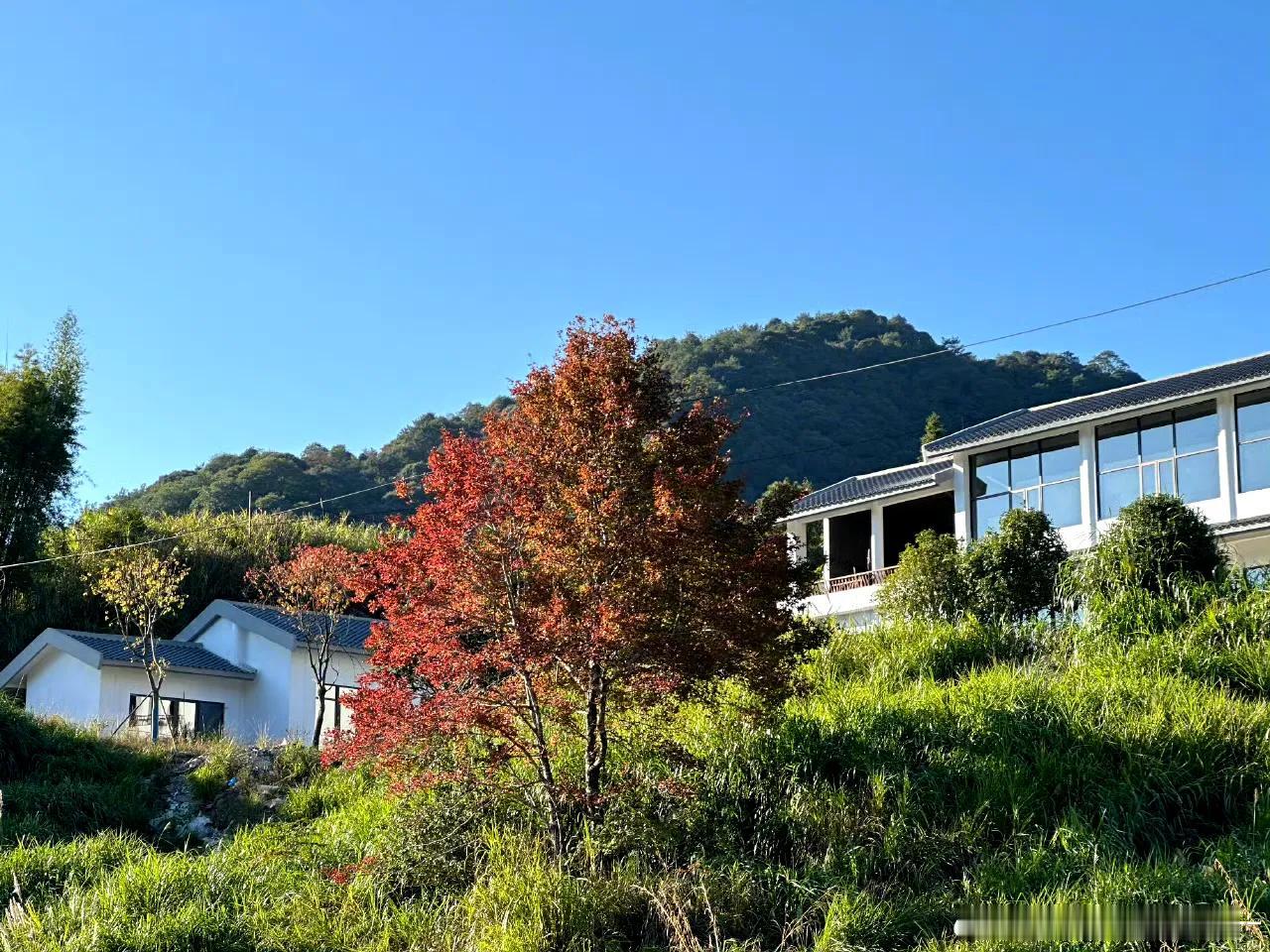 【九峰村】

远山漫漫，山林郁郁，放慢脚步，看红枫如霞，品冬日美景。
Via@-