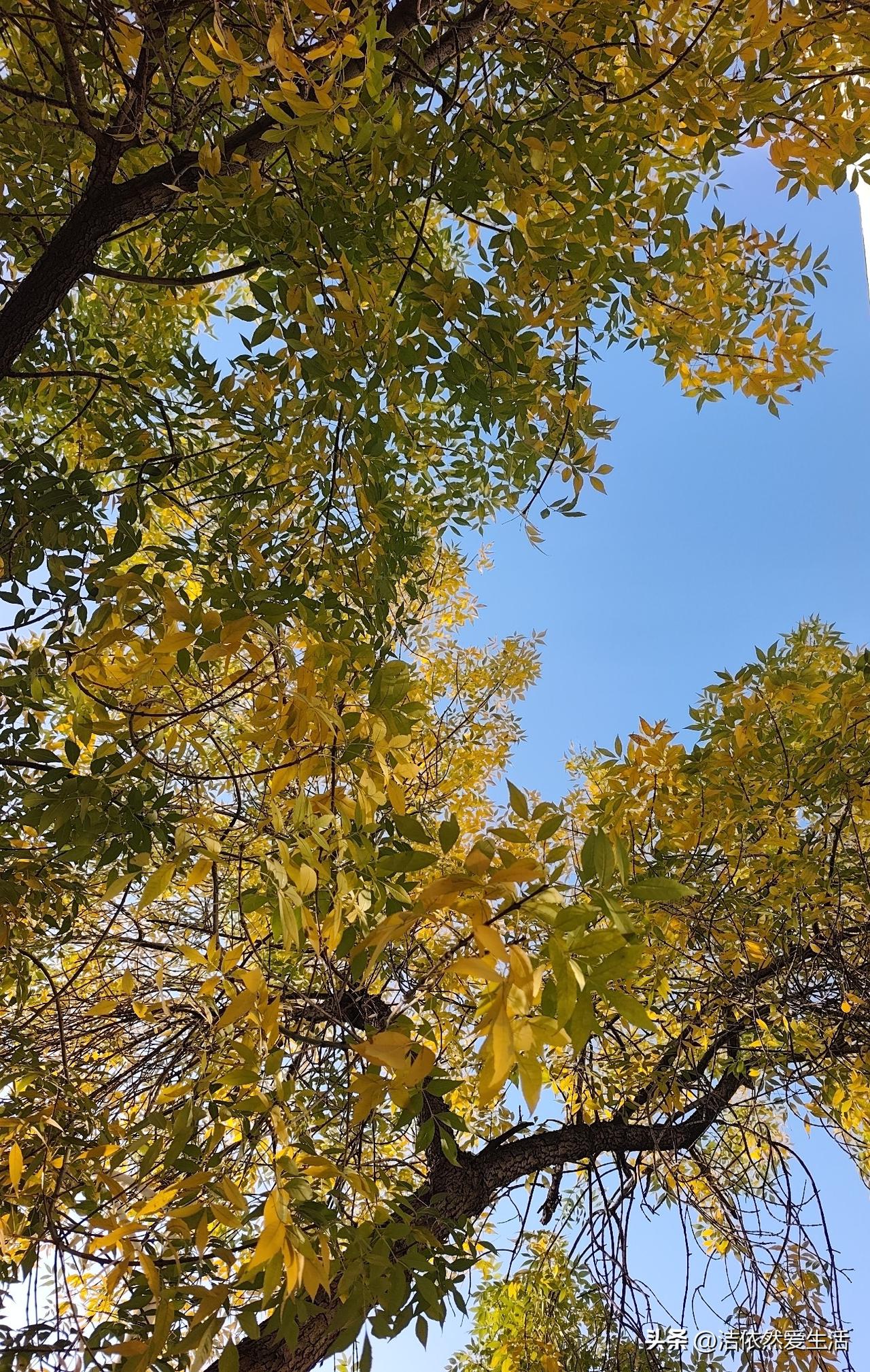 失语～

昨天晚上，脑子里突然冒出这个词
也随之感觉到，自己就是这个状态。

脑