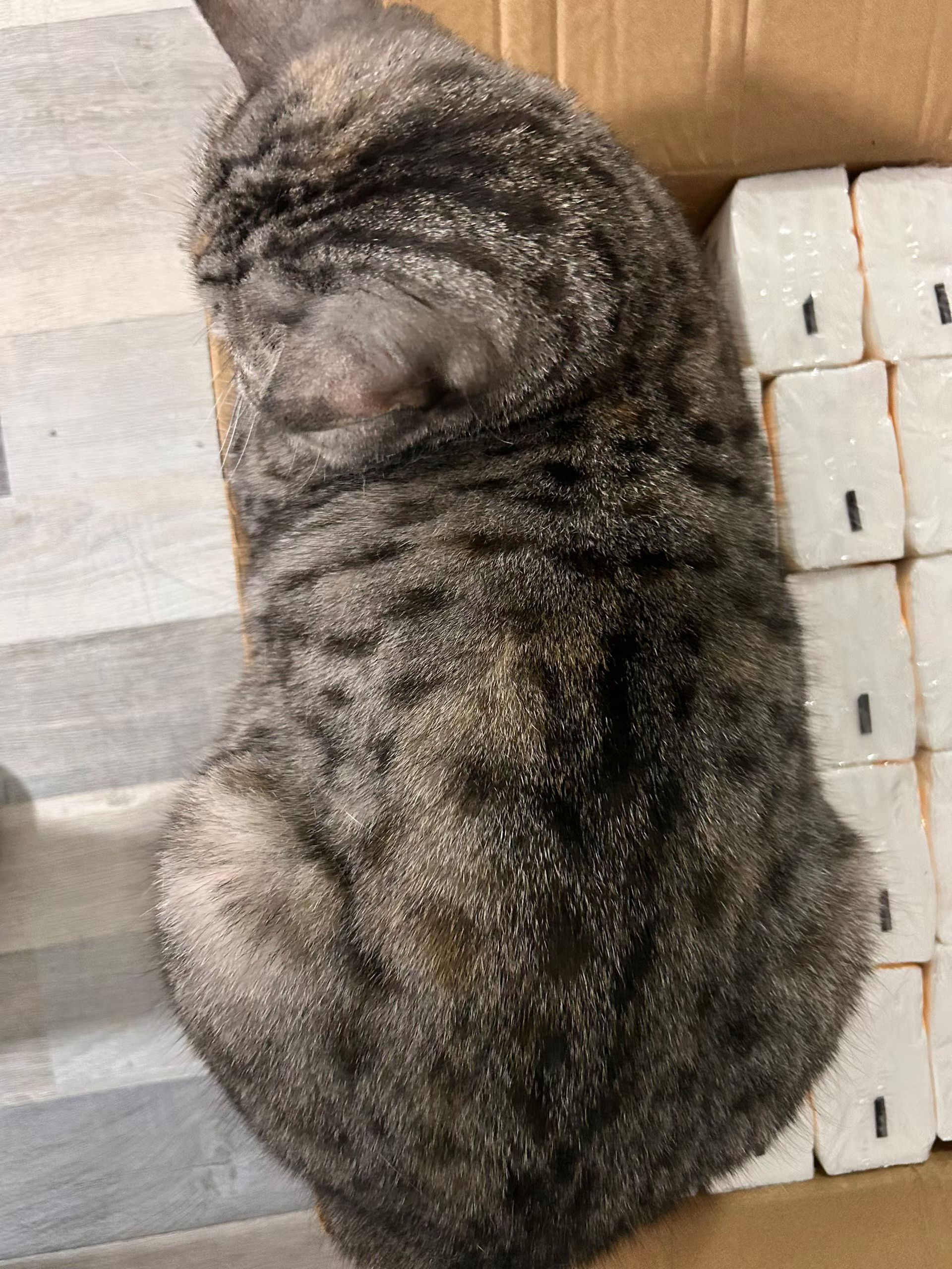 又见到邻居家的胖猫猫了，肉肉的，好可爱呀 ​​​