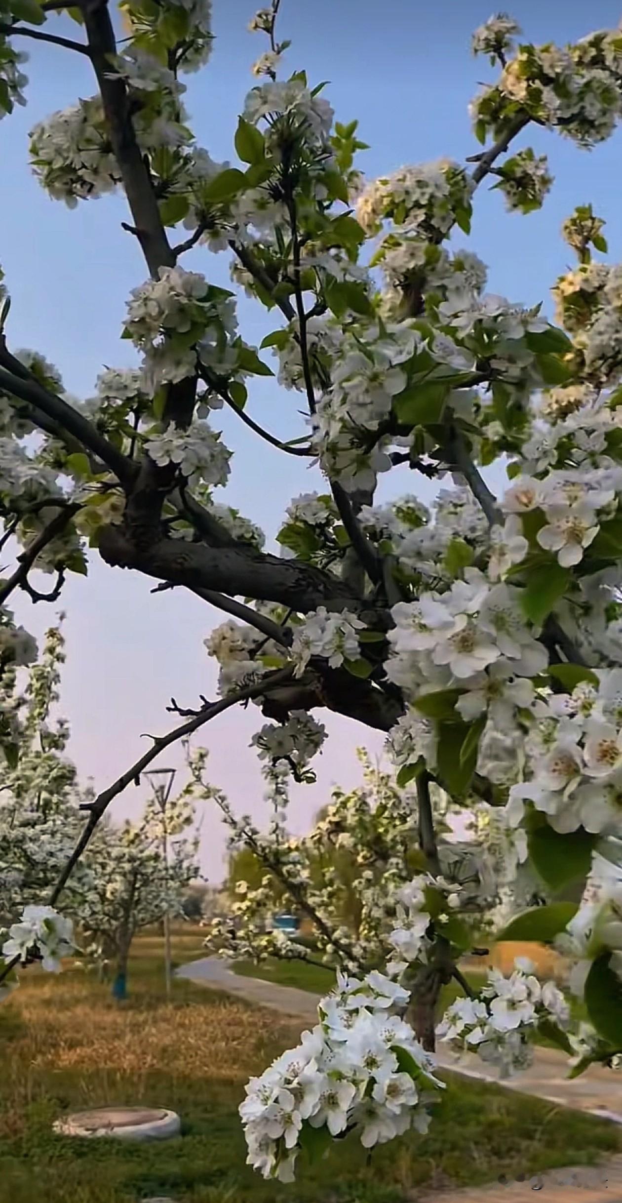 励志你看这满树的梨花，熬过了寒冬才迎来了满枝的洁白与温柔。生活也是一样，那些难熬