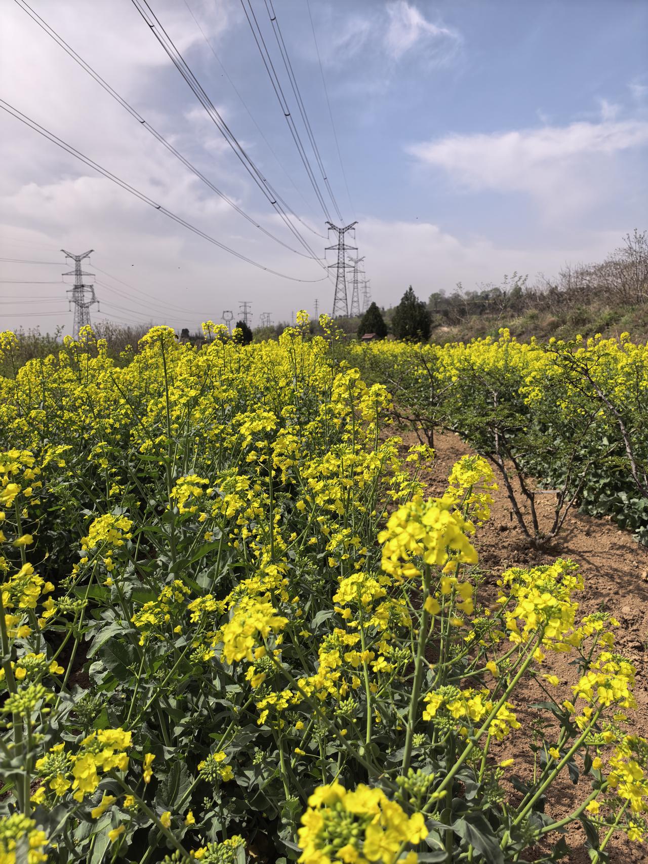 这几天听许多专家讲上坟的诸多禁忌，仔细思量科学性不强。比如有的专家说，女儿不能上
