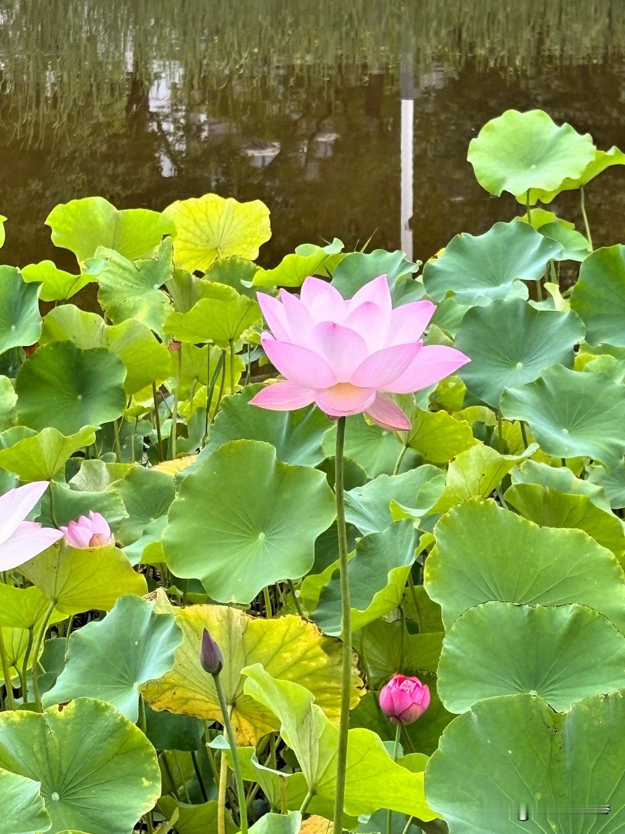 夏日生活打卡季碧绿的荷叶和鲜艳的荷花，在风中卷缩伸展，自然、纯真、不矫揉造作，美