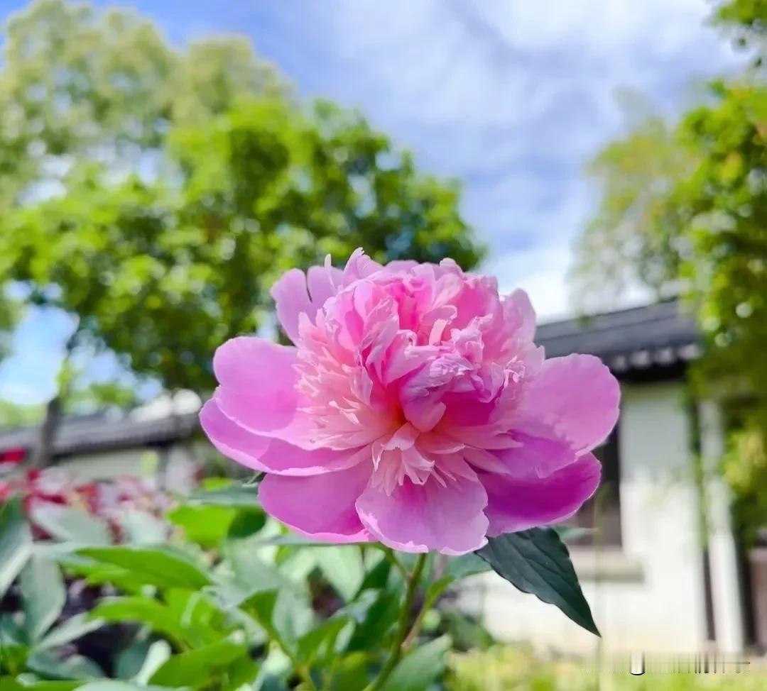 总想把日子过得面面俱到，把人生描摹得毫无瑕疵，走着走着才懂得，完美本是世间幻象。