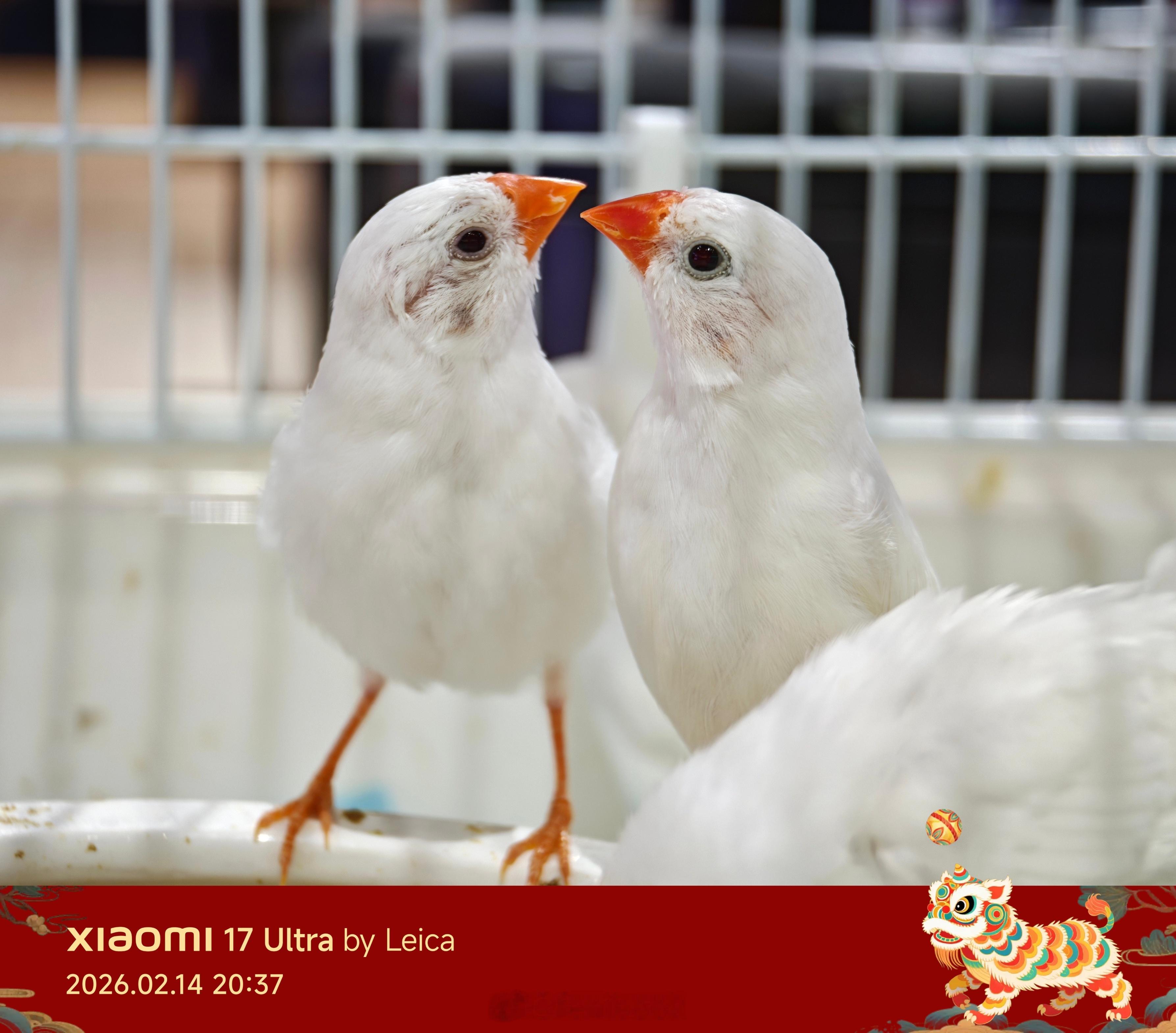 国产安卓手机四大毒瘤：快应用，钱包贷款，应用商店，应用安装器，哪个你们最恨之入骨