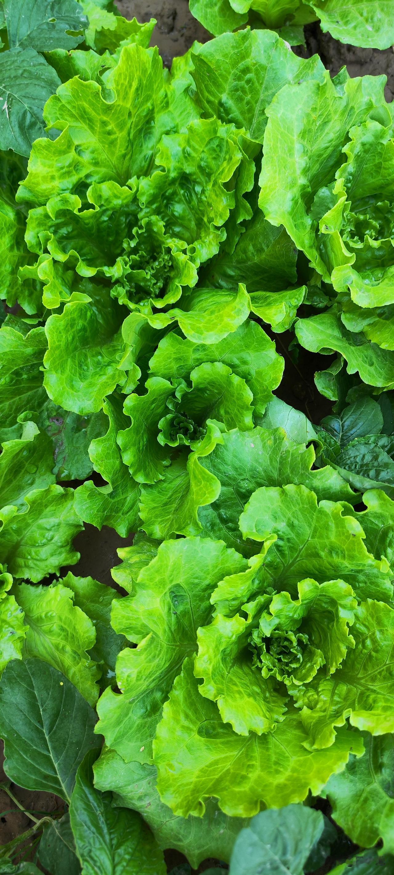 认识这两种蔬菜吗？意大利生菜与孔雀菜，这两种蔬菜耐热耐寒，四季均可种植。

意大